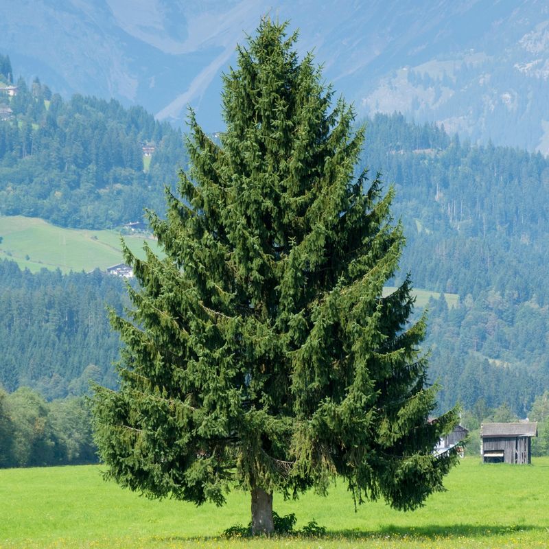 Norway Spruce Works As A Windbreak
