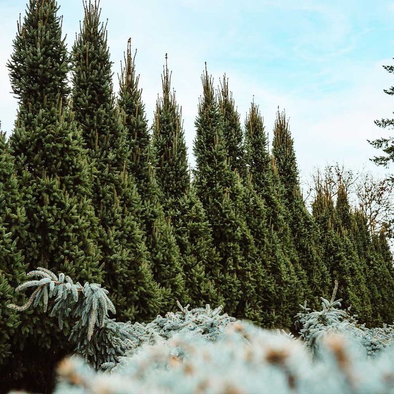 Norway Spruce Windbreaks Often Sheltered Ohio Farmhouses Norway Spruce Windbreaks Often Sheltered Ohio Farmhouses