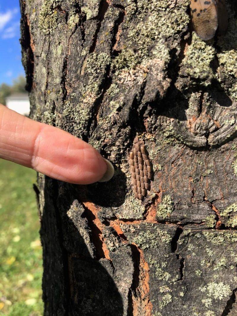 Not Checking For Spotted Lanternfly Egg Masses