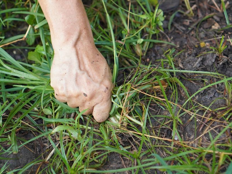 Not Every Brown Lawn Is Dormant