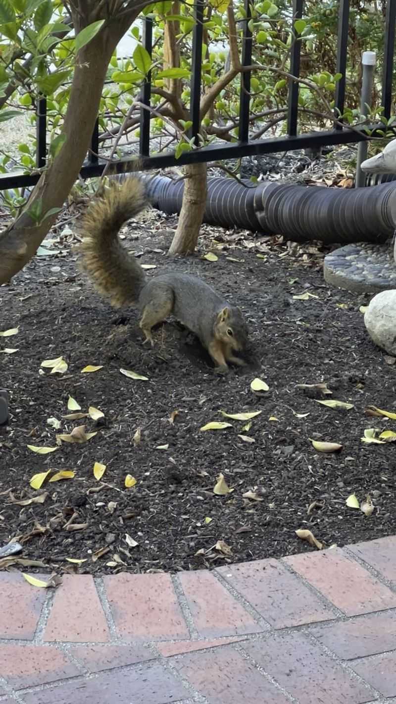 Not Every Buried Nut Gets Dug Up Again