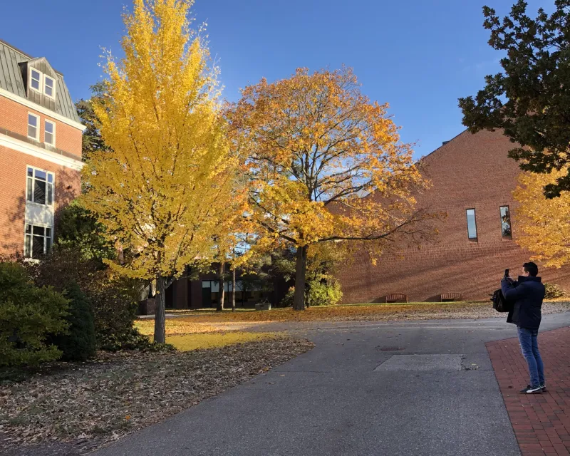 Not Every Ginkgo Follows The Script Every Year