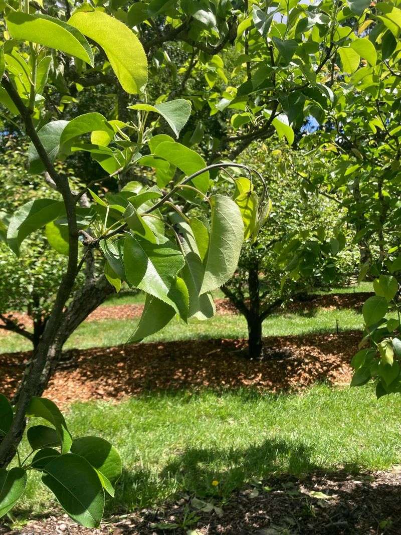 Not Every Pear Problem Spreads Through Leaves