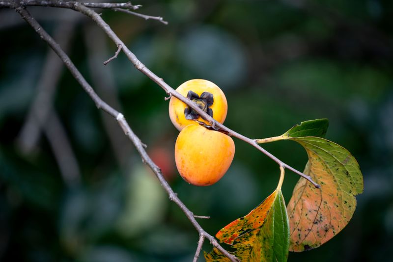 Not Every Persimmon Tree In Your Yard Will Grow Fruit