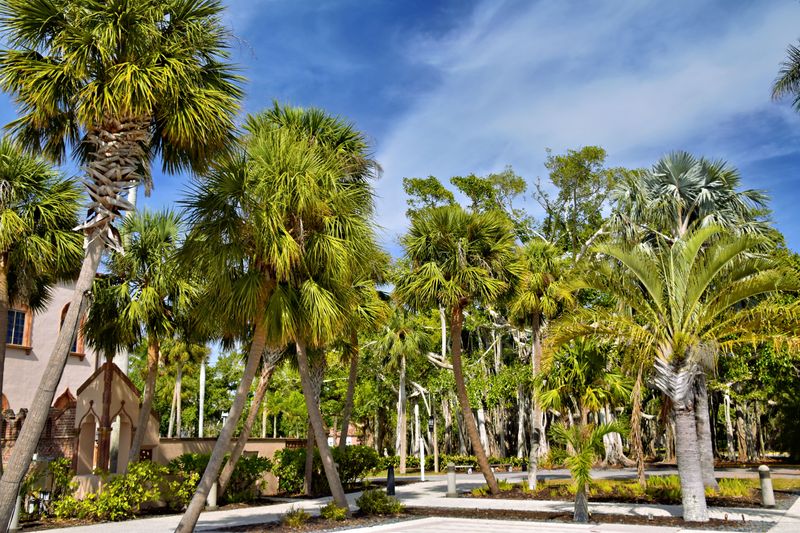 November Is Feeding Time For Central And South Florida Palms