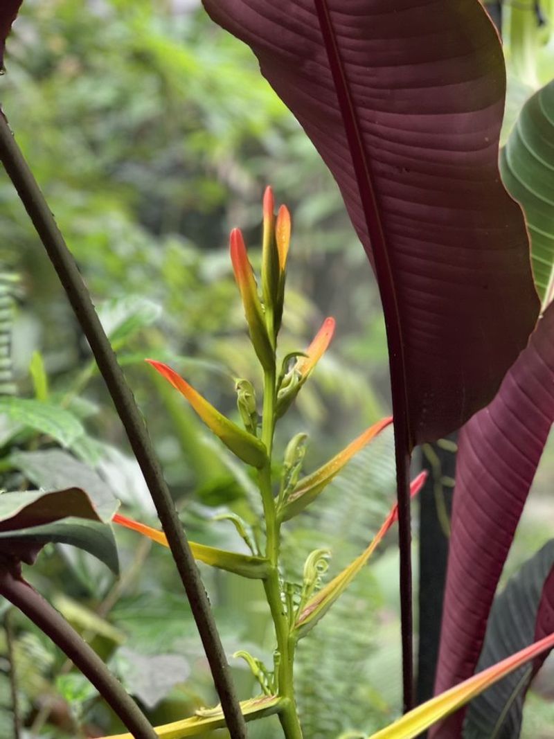 November Turns the Arboretum Into a Color Party