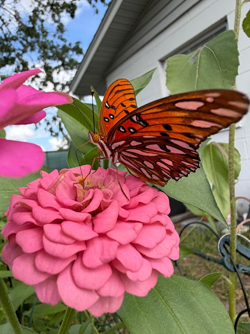 Numbers Often Peak In Late Summer And Fall