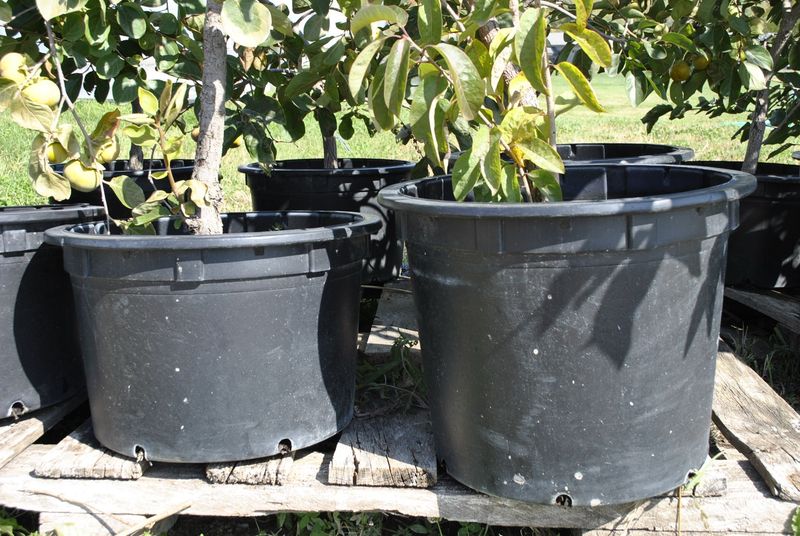 Nursery Pots Often Hide Extra Soil Above The Flare