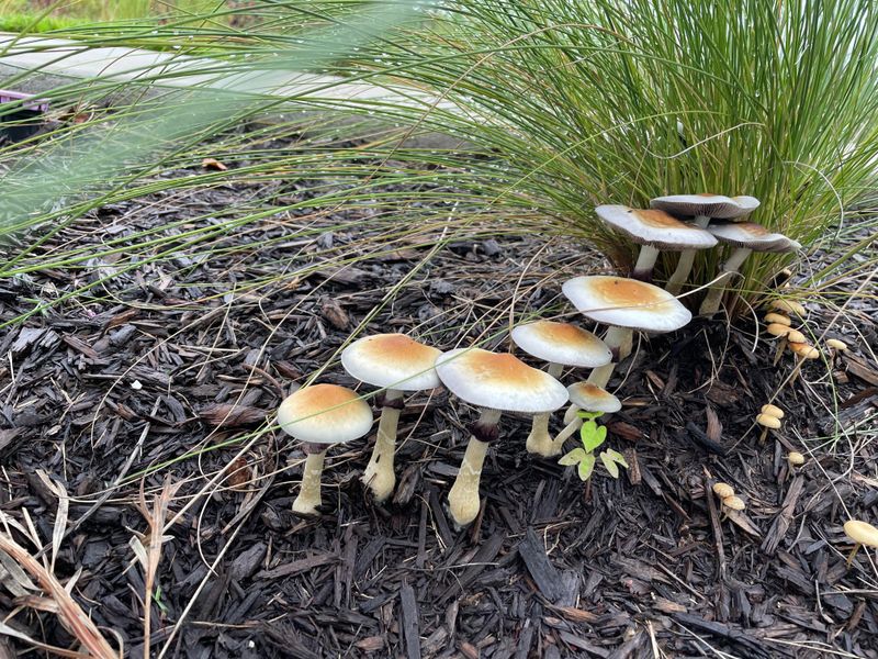 Nutrients Return To The Soil