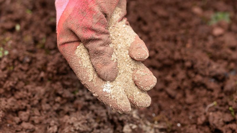 Nutrients That Daffodil Bulbs Use Most In Fall Nutrients That Daffodil Bulbs Use Most In Fall