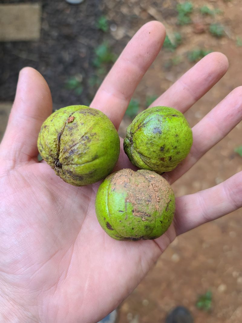 Nuts Drop Right When Fall Settles In