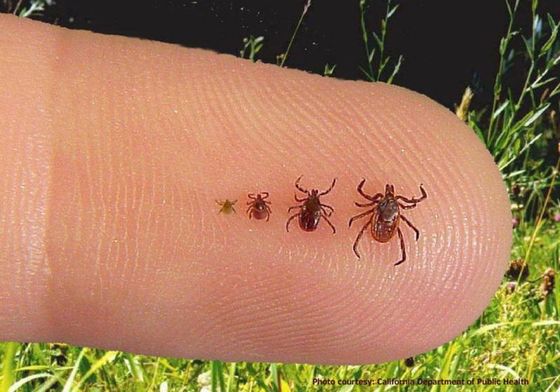 Nymphs Take Over As Spring Warms Up Nymphs Take Over As Spring Warms Up