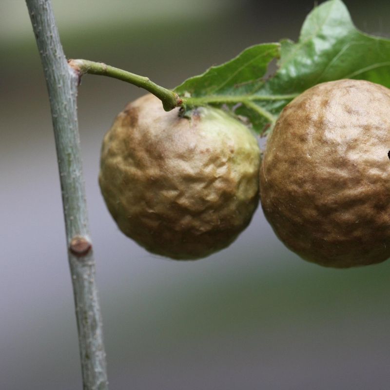 Oak Apple Galls Look Like Round, Papery Balls