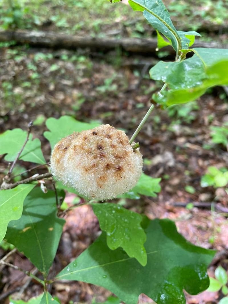 Oak Button Galls Look Like Bluish-White Suction Cups