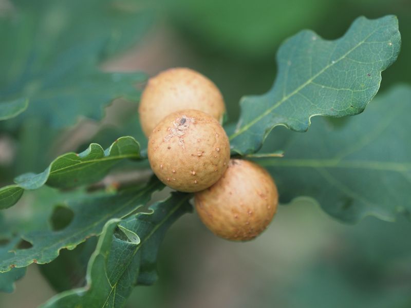 Oak Galls And Other Odd Growths Usually Leave Your Trees Alone
