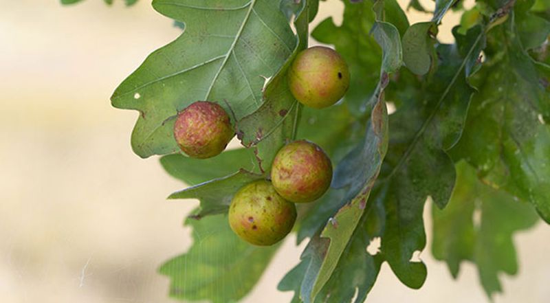 Oak Galls Dotting Leaves And Twigs Oak Galls Dotting Leaves And Twigs