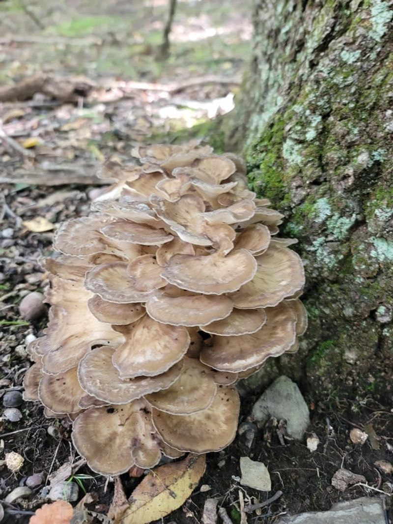Oak Roots Feed The Hidden Fungus