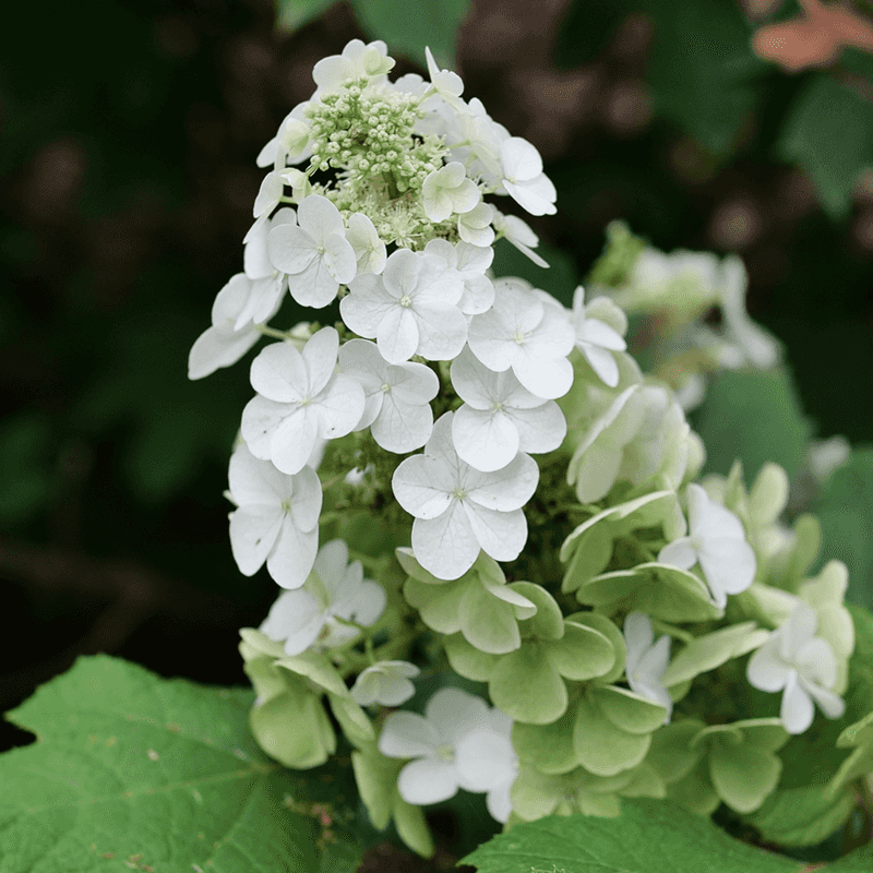 Oakleaf Hydrangea For A Native Shrub With Big Blooms