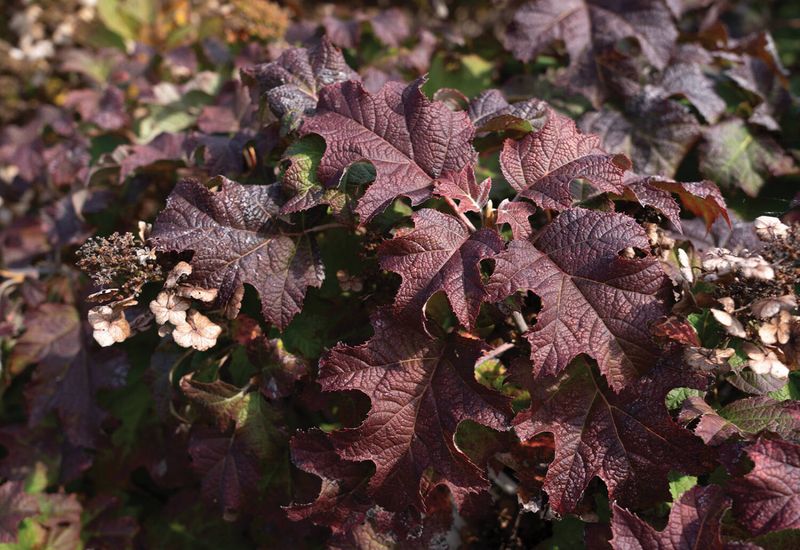 Oakleaf Hydrangea Glows Burgundy In Shade Oakleaf Hydrangea Glows Burgundy In Shade