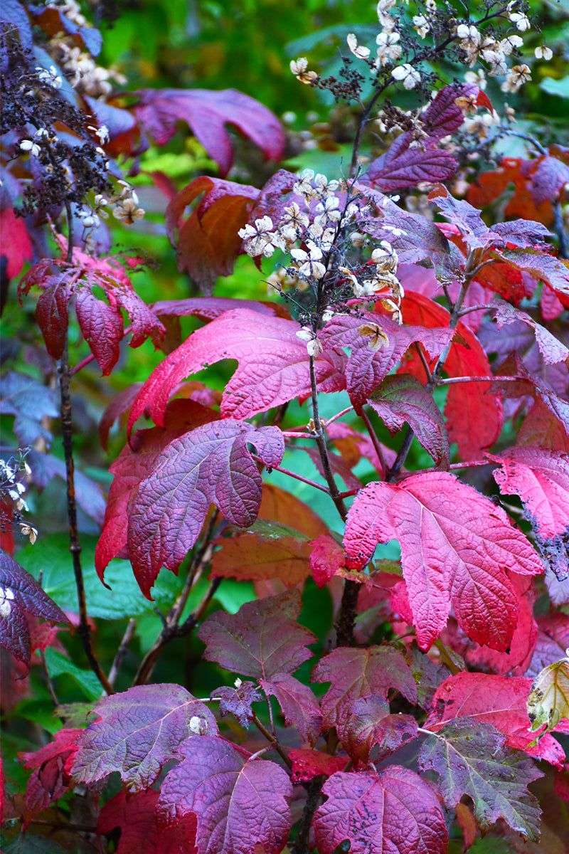 Oakleaf Hydrangea Hands You A Second Show Of Color Oakleaf Hydrangea Hands You A Second Show Of Color