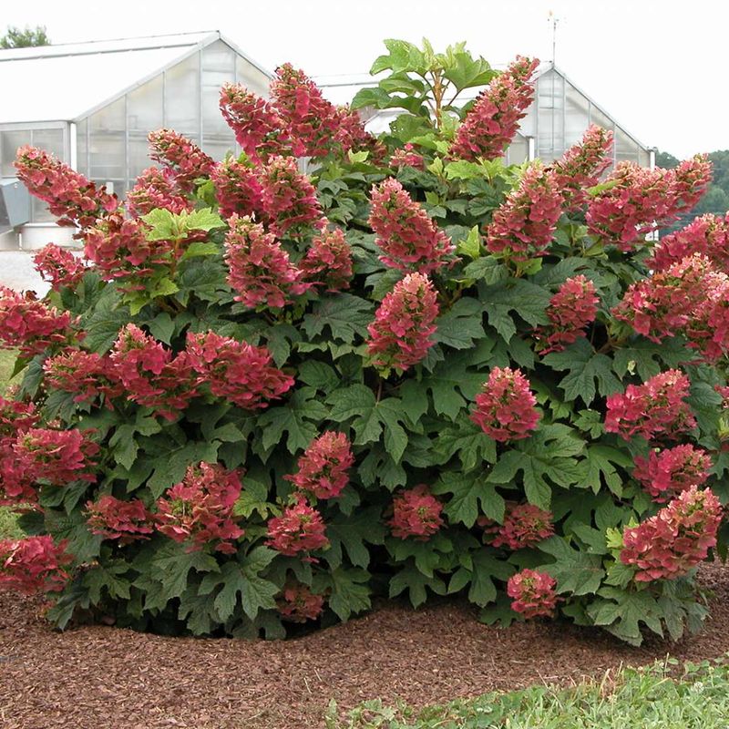 Oakleaf Hydrangeas Keep Their Buds And Their Fall Color 