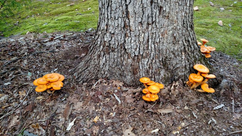 Oaks Are Its Favorite Neighbors Oaks Are Its Favorite Neighbors