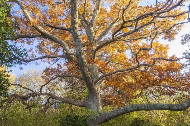 Oaks Hang On Longest