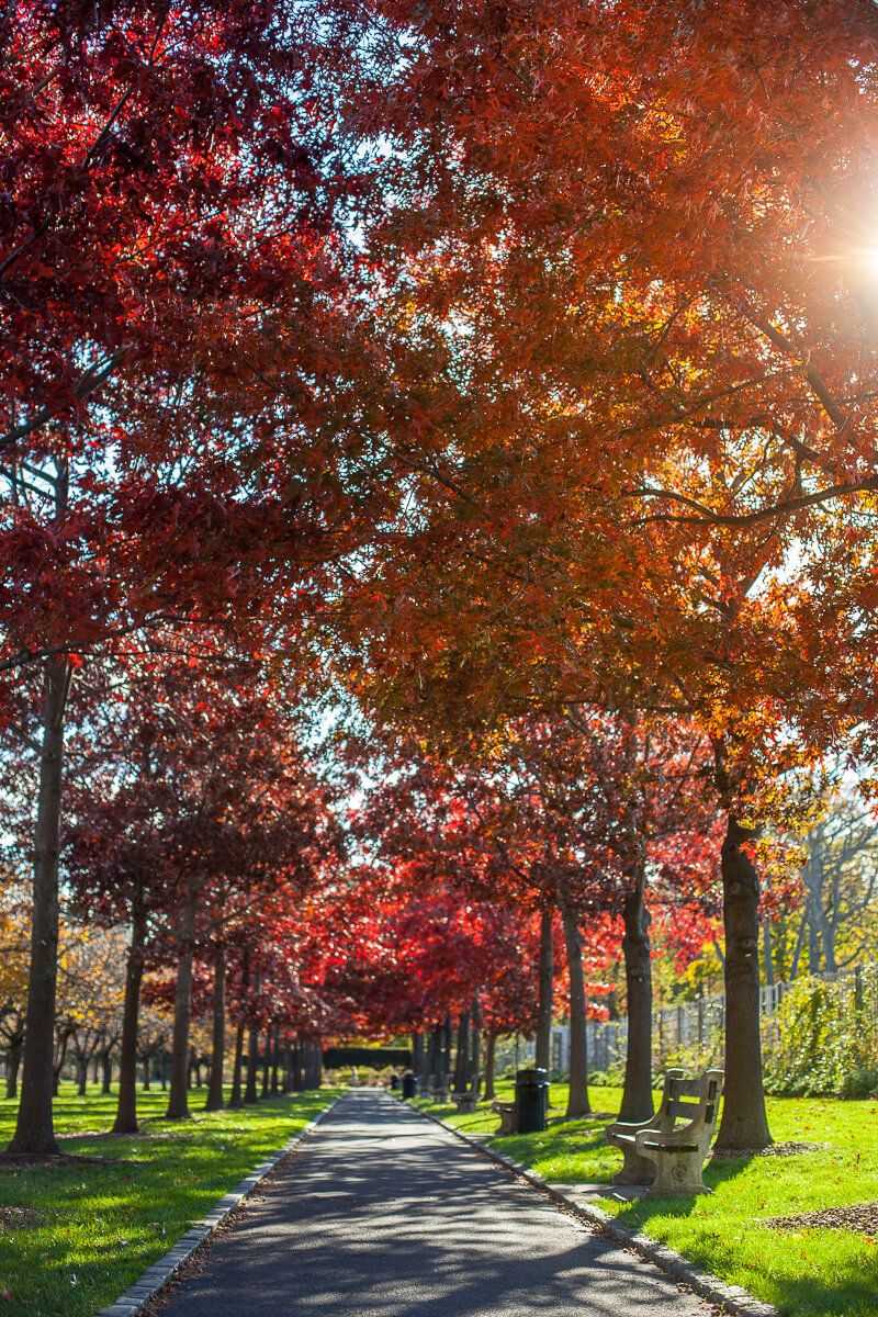 Oaks Hold Color Well Into November