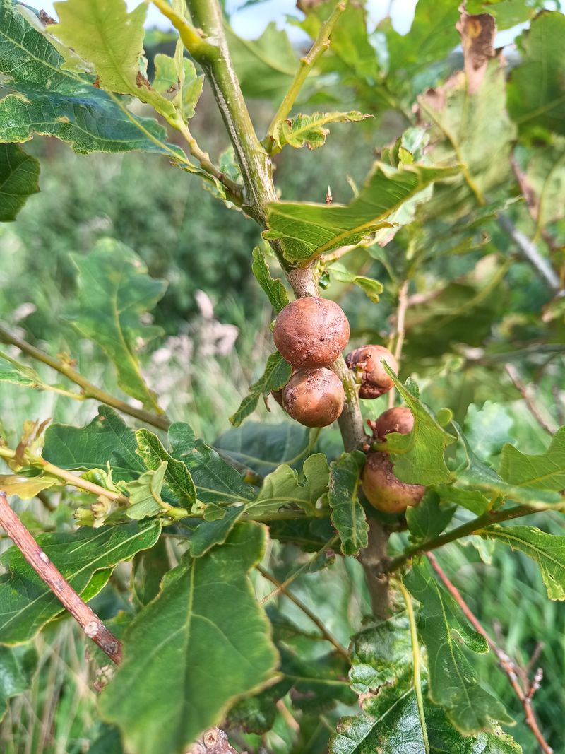 Oaks Host Hundreds Of Different Gall Forming Species Oaks Host Hundreds Of Different Gall Forming Species