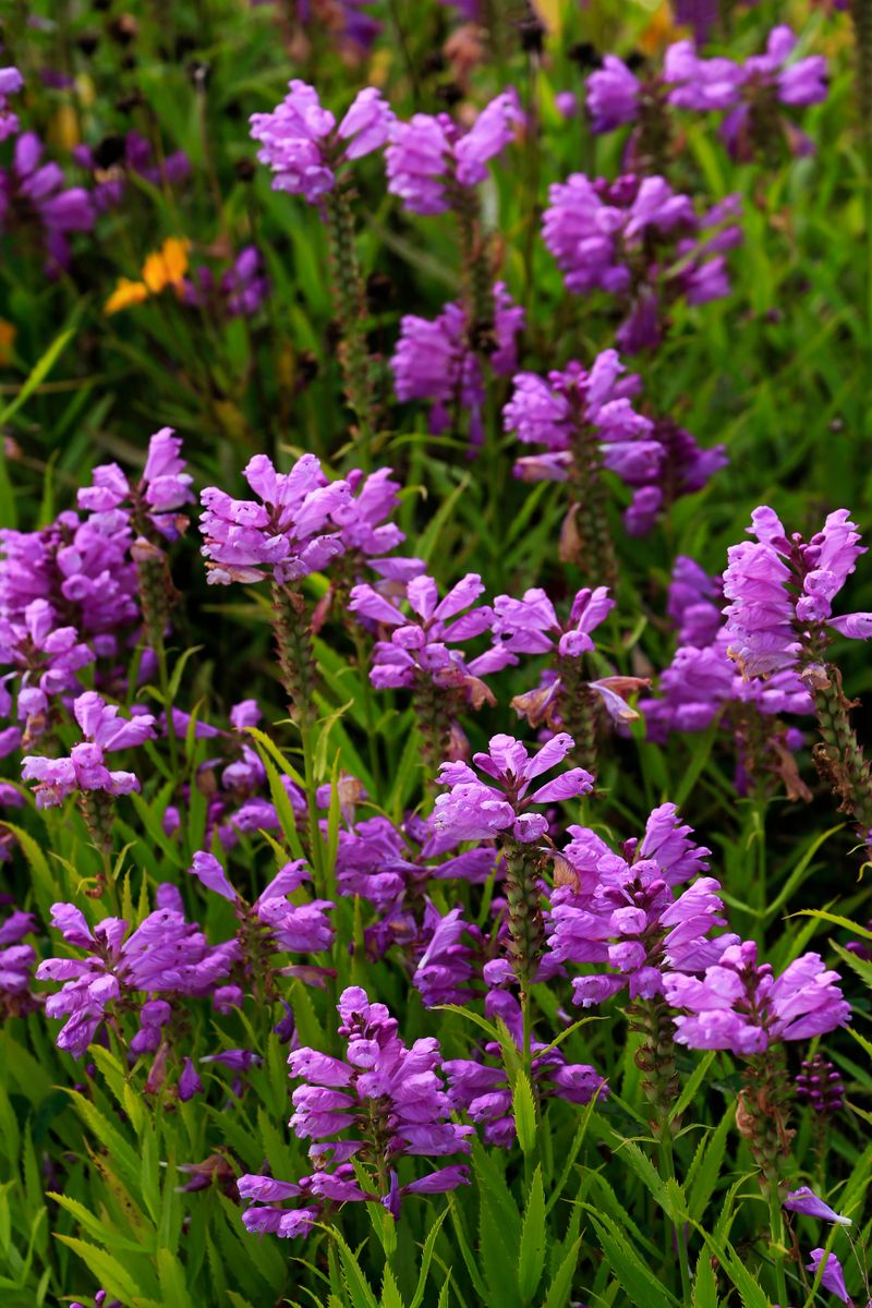Obedient Plant Fills Space Fast