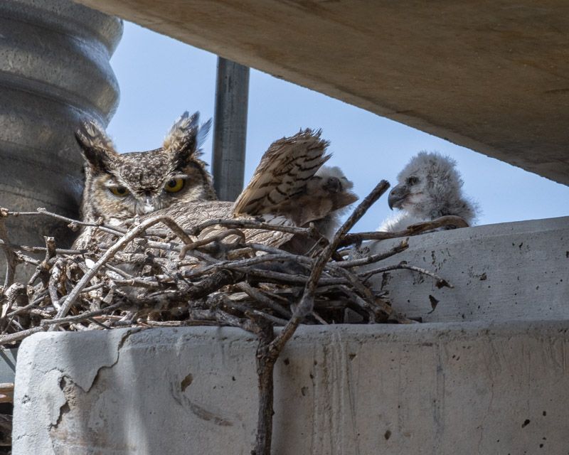 Observe an active nest from a distance