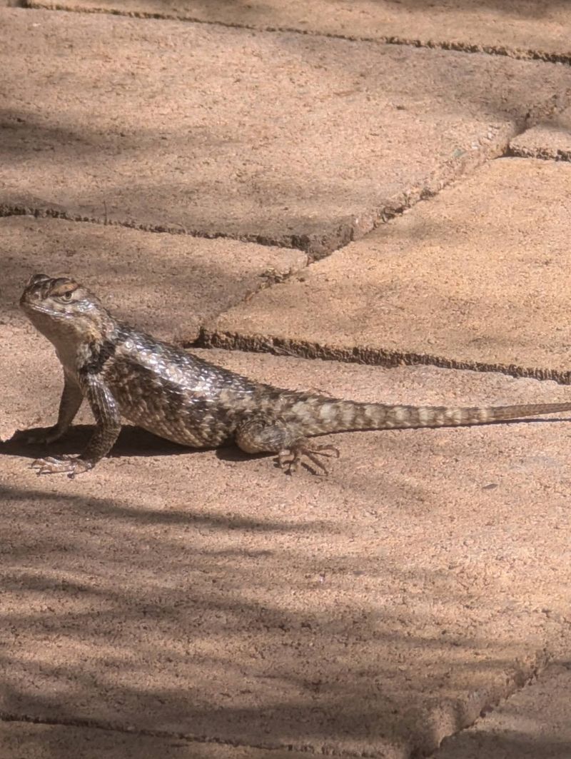Observe from a distance and leave the lizard alone