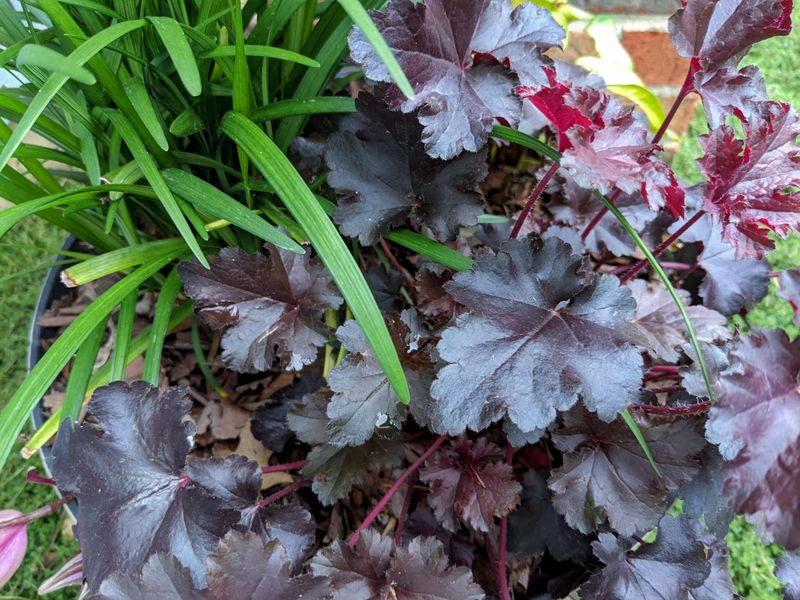 Obsidian Coral Bells Add Midnight Foliage