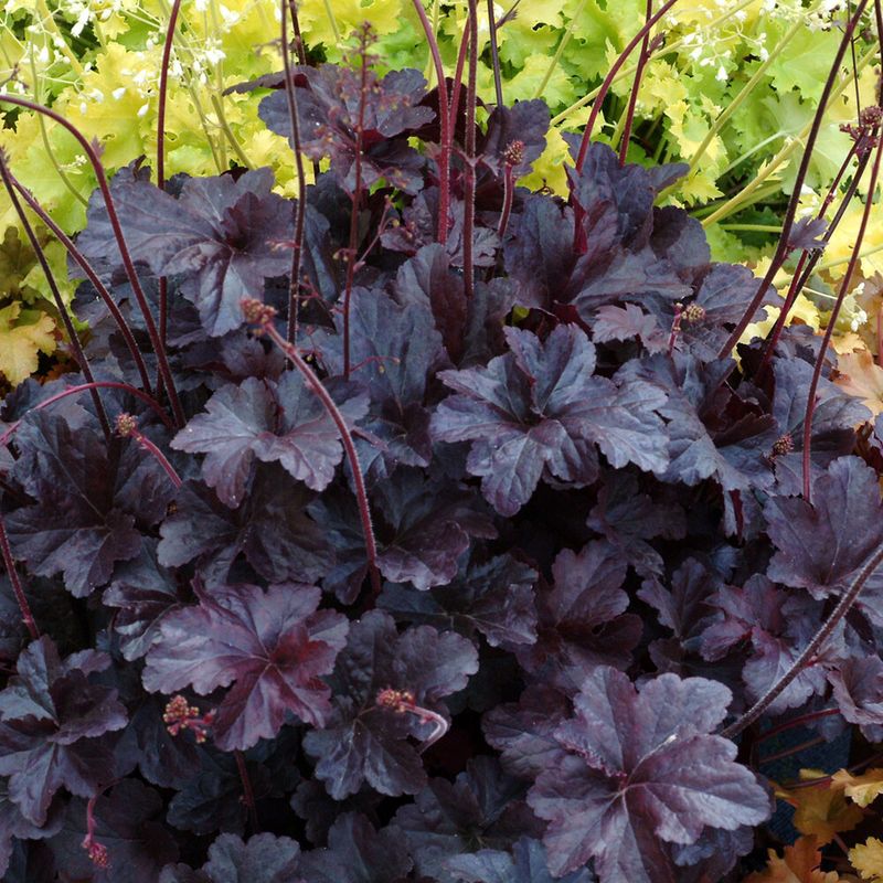Obsidian Coral Bells Shine In Shade
