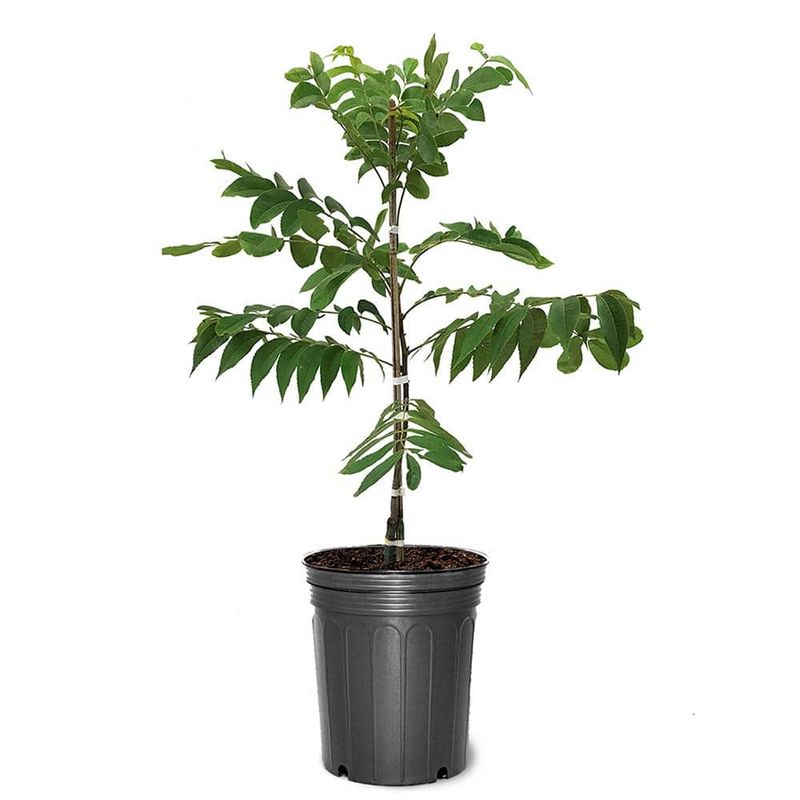 Oconee Pecan