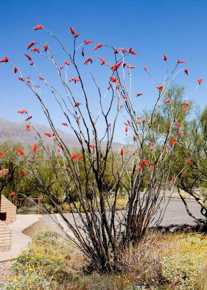 Ocotillo