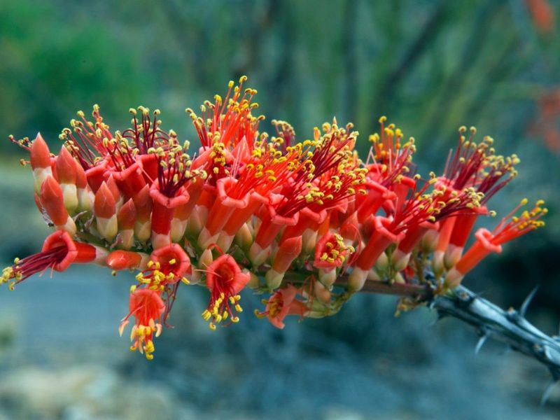 Ocotillo