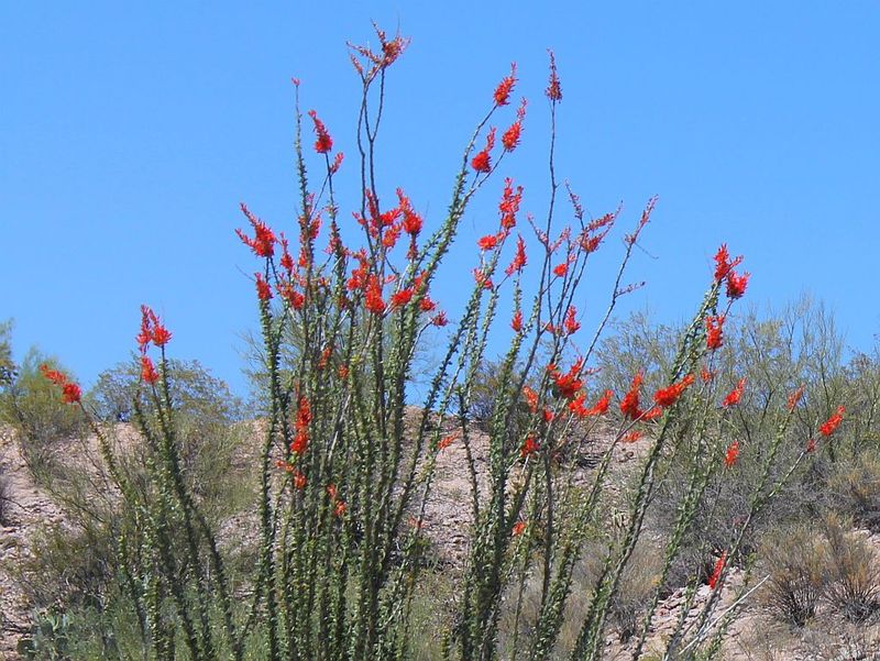 Ocotillo