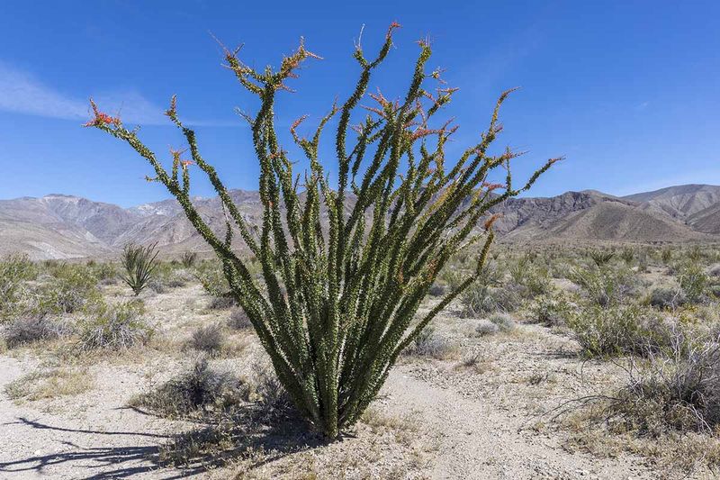 Ocotillo