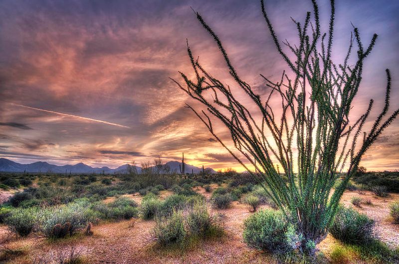 Ocotillo Ocotillo