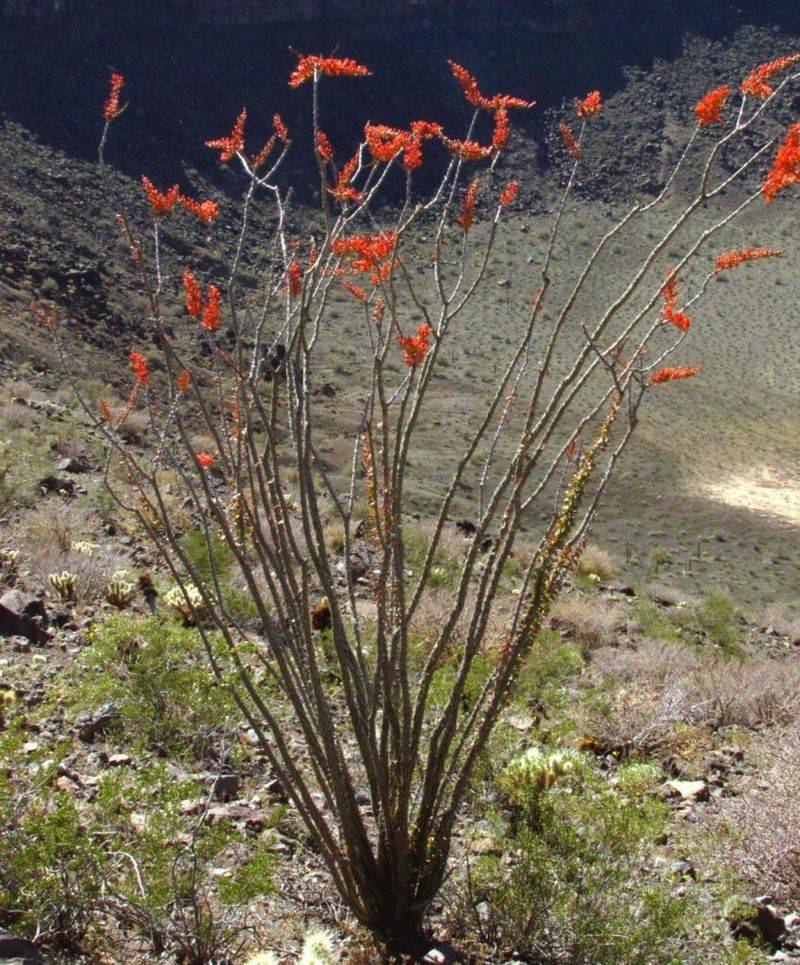 Ocotillo