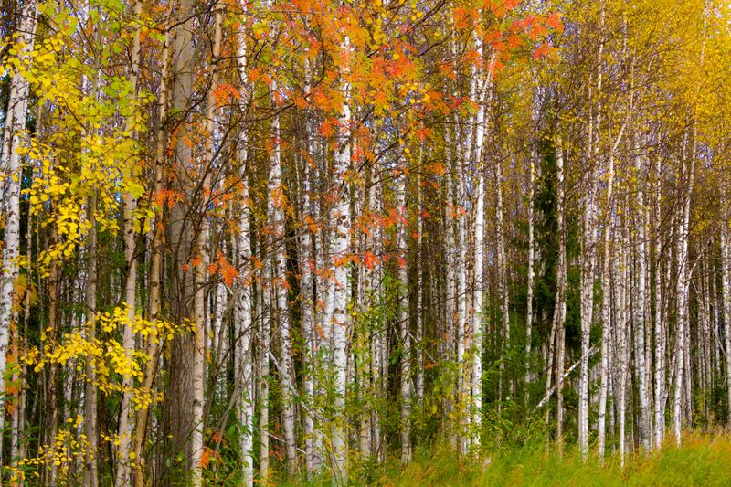 October Arrivals From The Northern Forests