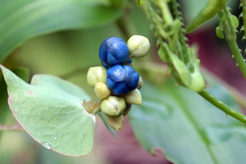 October Berries And The Seed Clock
