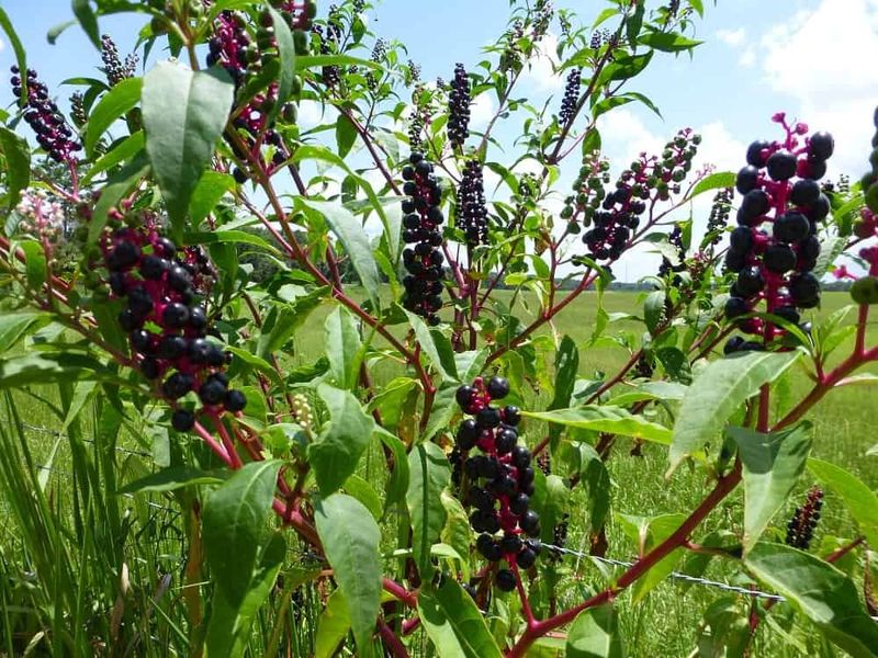 October Berries At Their Peak
