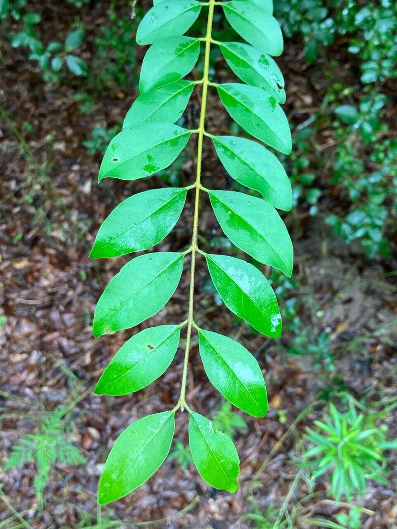 October Berry Season Across Alabama Yards
