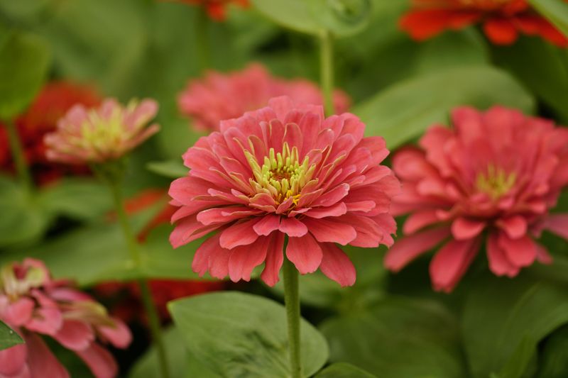 October Blooms And Next Year's Prevention Plan October Blooms And Next Year's Prevention Plan