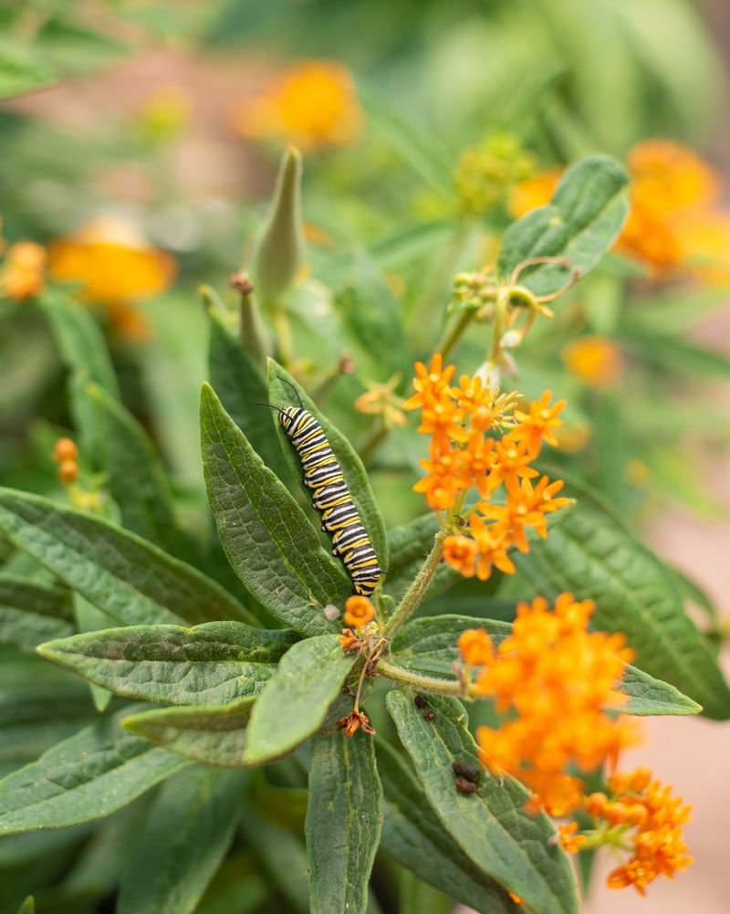 October Brings A Chance To Save Seeds For Future Monarch Habitat