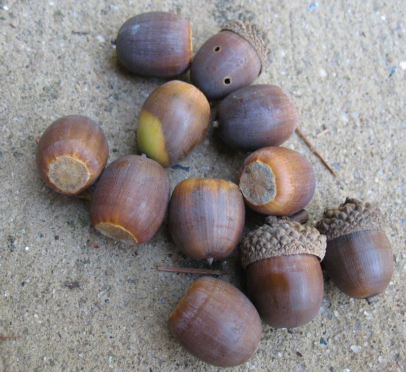 October Brings An Abundance Of Acorns And Other Nuts