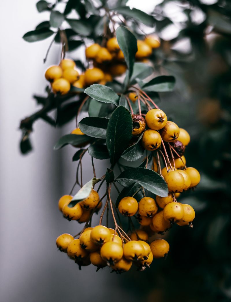 October Brings The Biggest Berry Drop