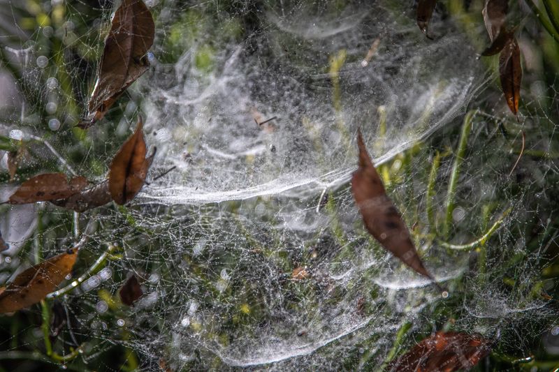 October Clues Hidden Inside A Webbed Hedge